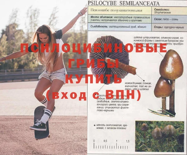ГАЛЛЮЦИНОГЕННЫЕ ГРИБЫ Алзамай